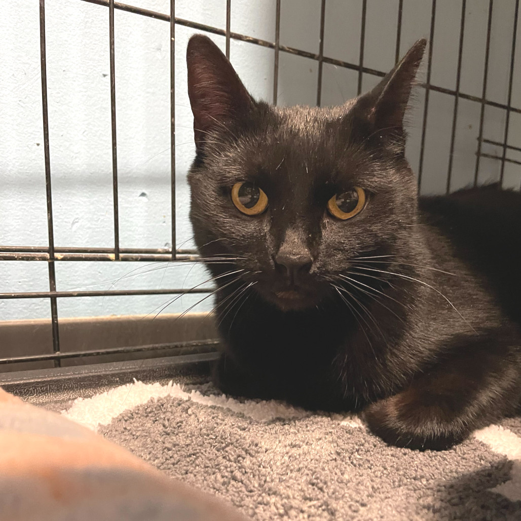 Pepper, an adoptable Domestic Short Hair in Las Vegas, NV, 89146 | Photo Image 3