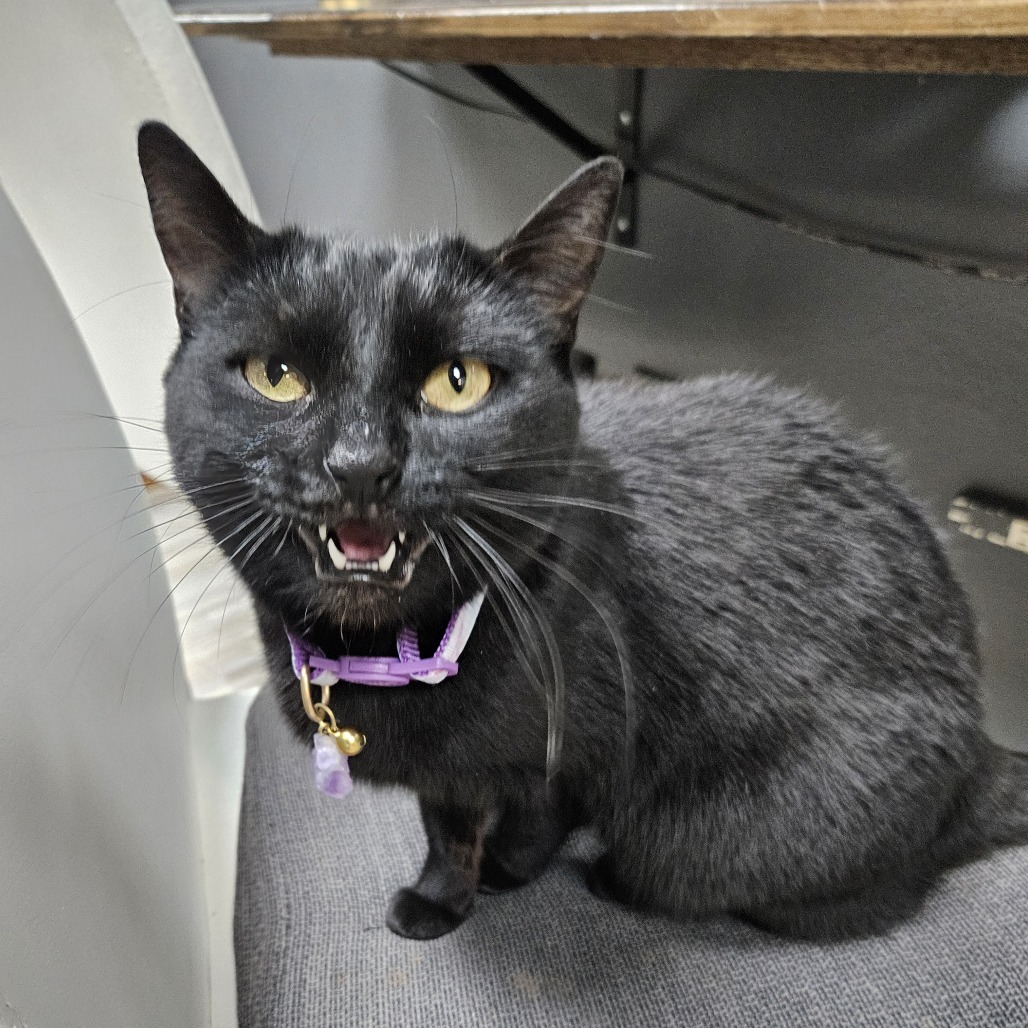 Pepper, an adoptable Domestic Short Hair in Las Vegas, NV, 89146 | Photo Image 4