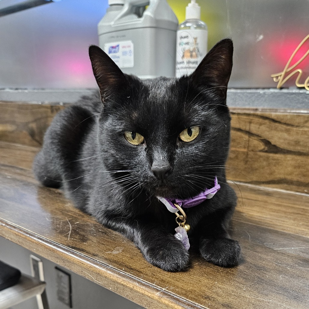 Pepper, an adoptable Domestic Short Hair in Las Vegas, NV, 89146 | Photo Image 5
