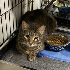 Dragon, Adult Female Domestic Short Hair