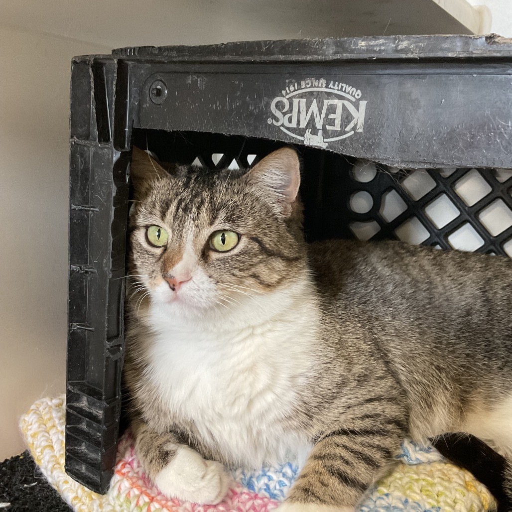 Falafel, an adoptable Domestic Short Hair in Norfolk, NE, 68701 | Photo Image 1