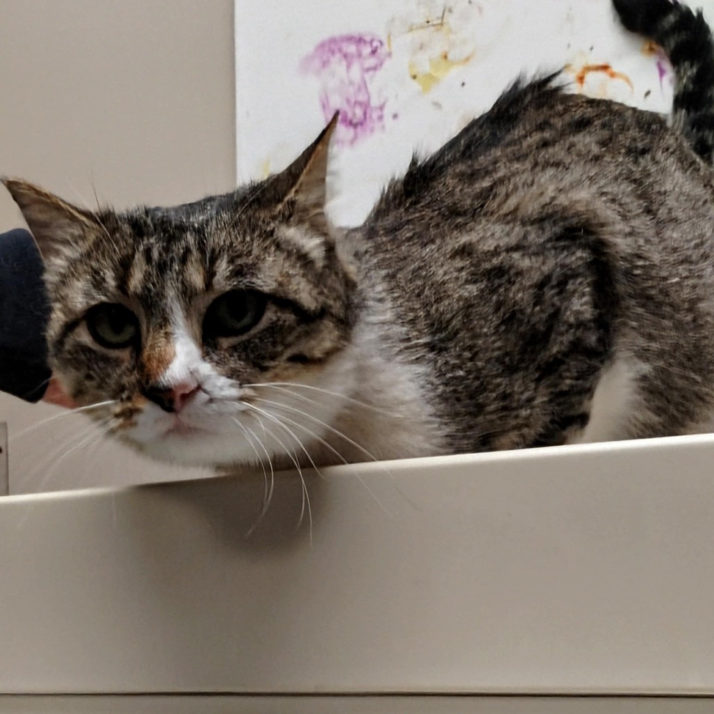 Falafel, an adoptable Domestic Short Hair in Norfolk, NE, 68701 | Photo Image 2