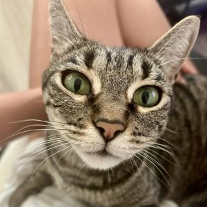 Swatch Domestic Short Hair Cat