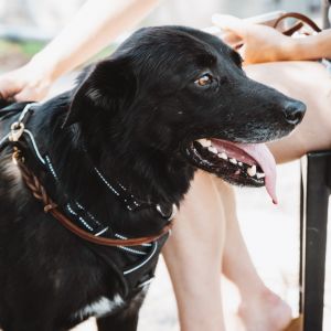 Gordy, Adult Male Border Collie