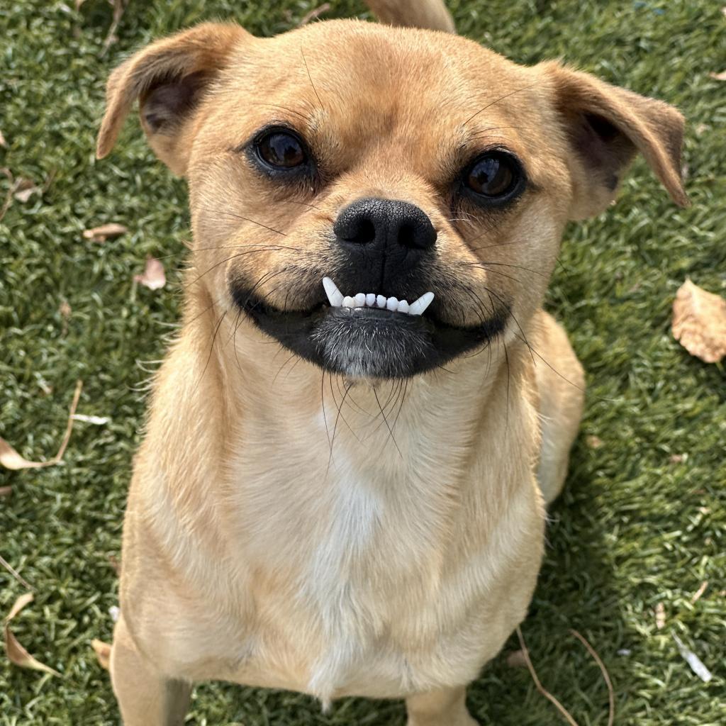 Basil