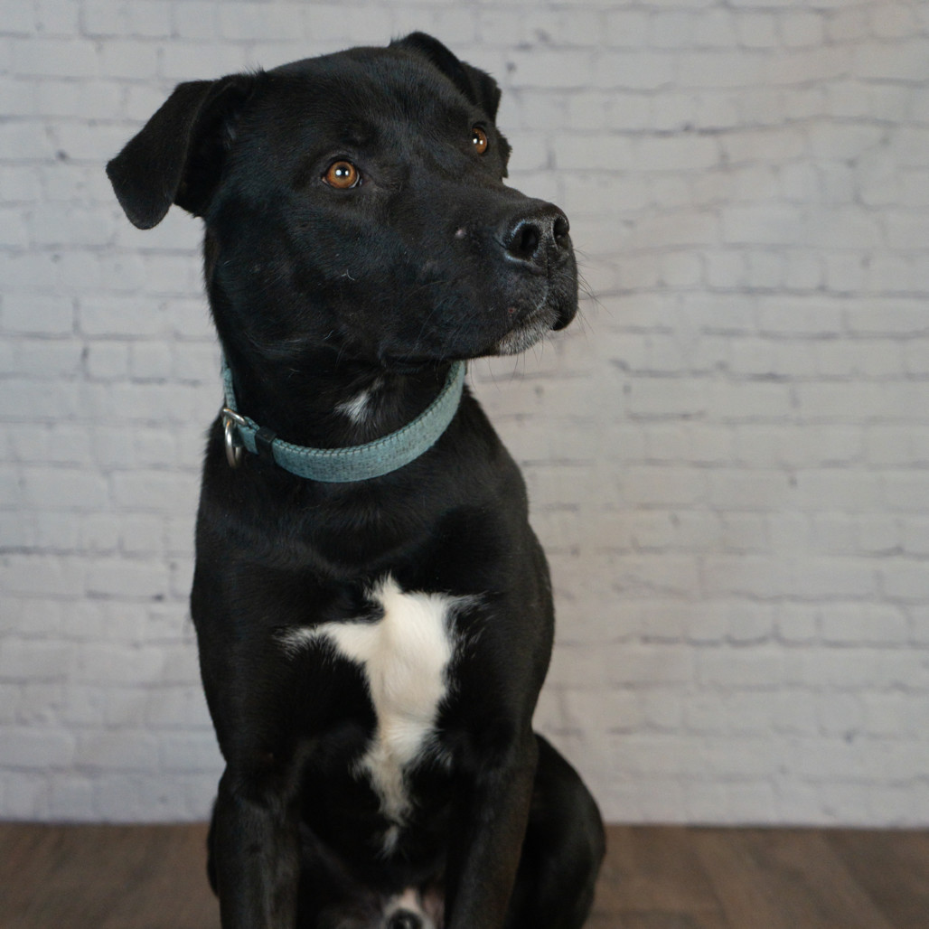 Booker, an adoptable Pit Bull Terrier, Labrador Retriever in Brainerd, MN, 56401 | Photo Image 1