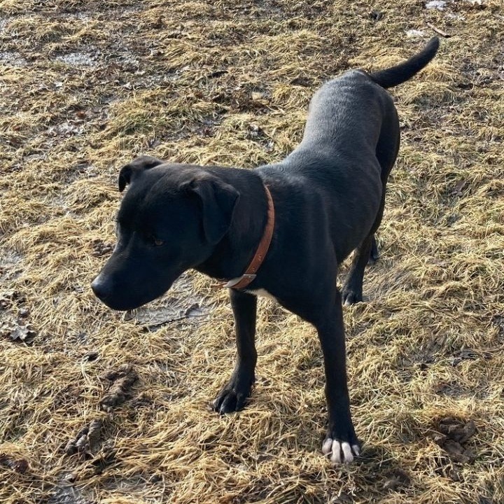 Booker, an adoptable Pit Bull Terrier, Labrador Retriever in Brainerd, MN, 56401 | Photo Image 2