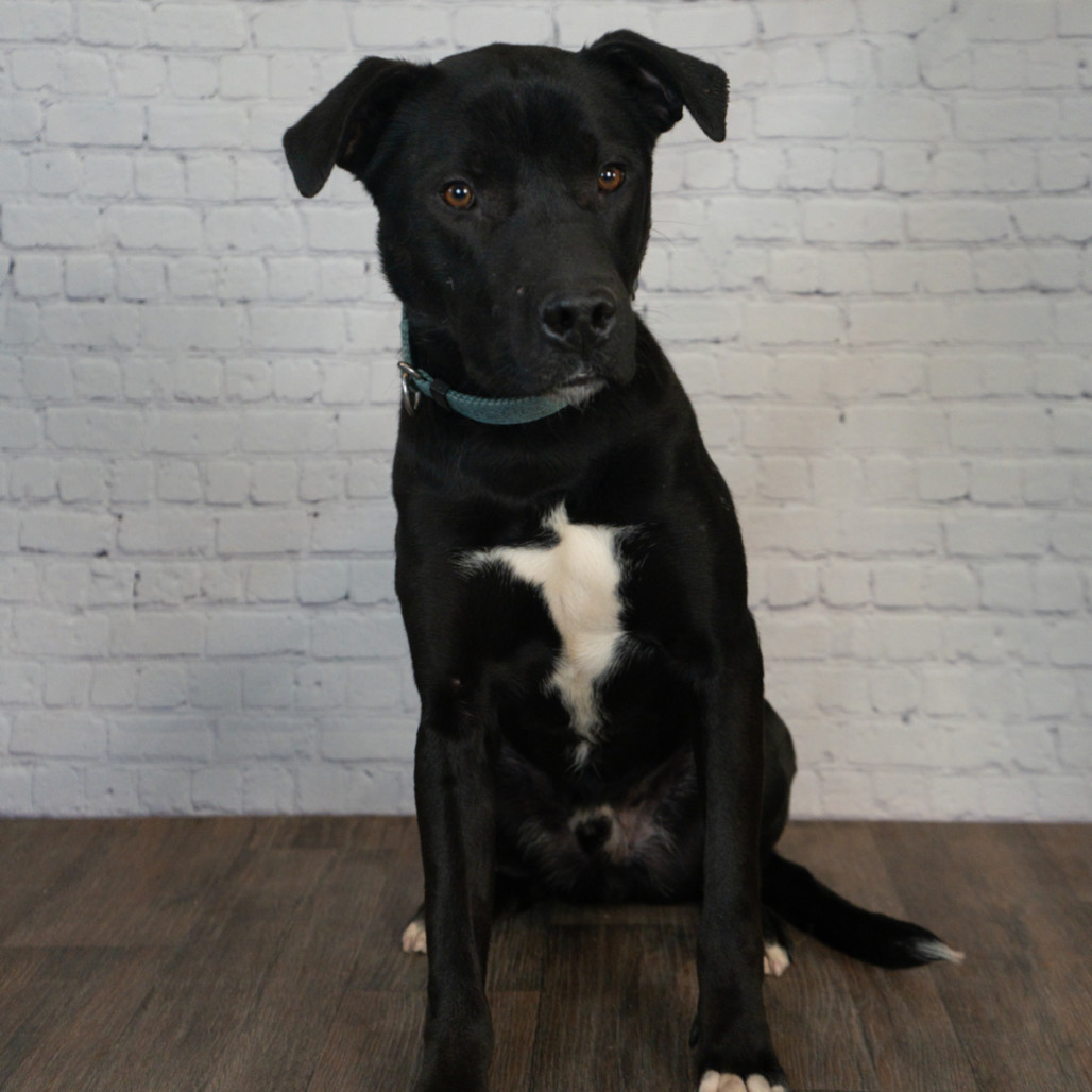 Booker, an adoptable Pit Bull Terrier, Labrador Retriever in Brainerd, MN, 56401 | Photo Image 3