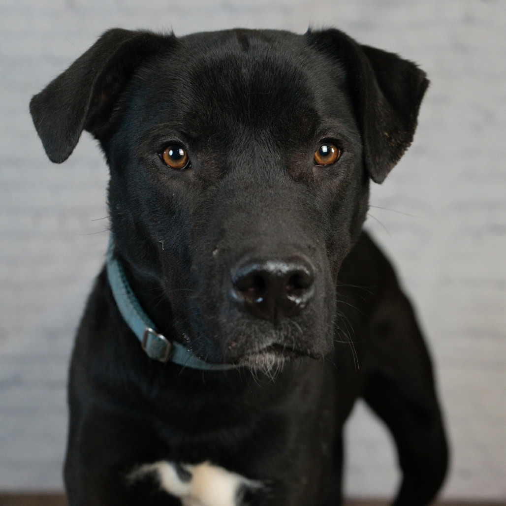 Booker, an adoptable Pit Bull Terrier, Labrador Retriever in Brainerd, MN, 56401 | Photo Image 4