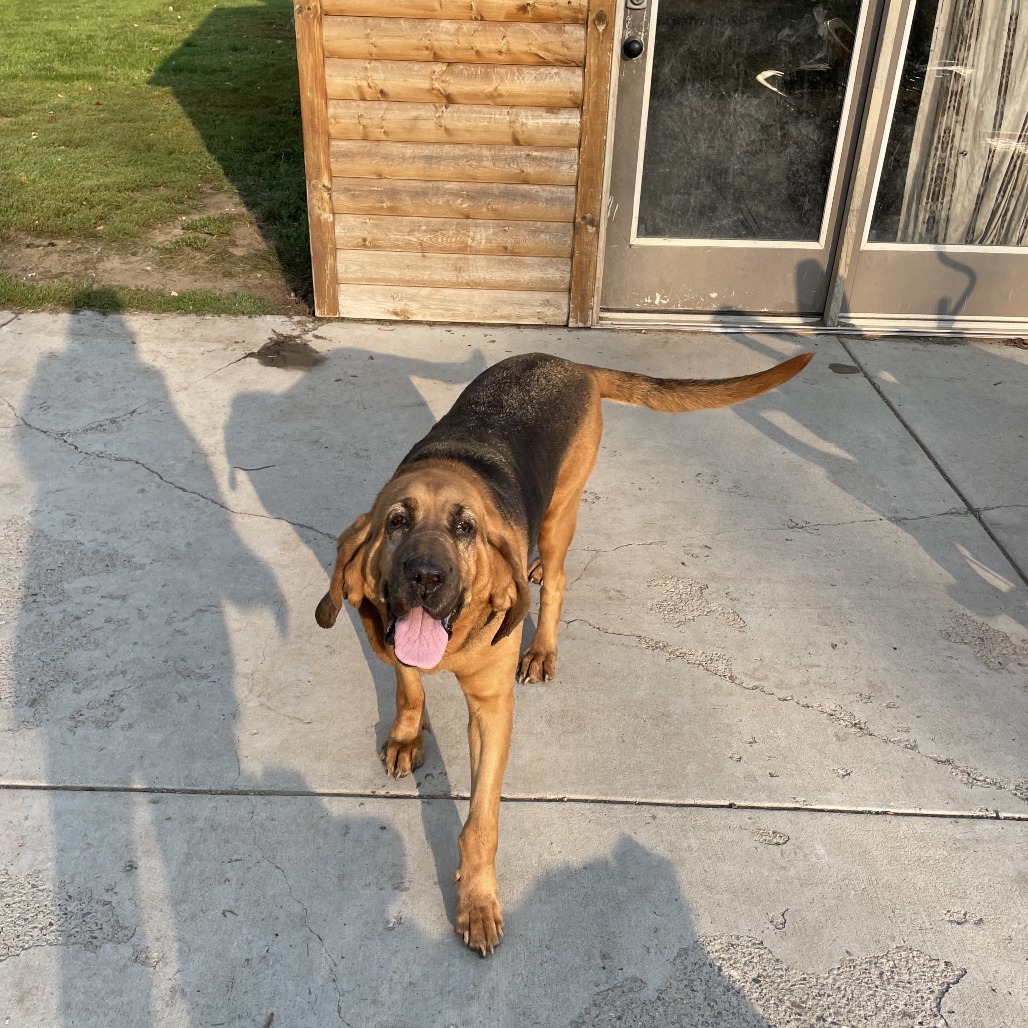 Macy, an adoptable Bloodhound in Brainerd, MN, 56401 | Photo Image 1