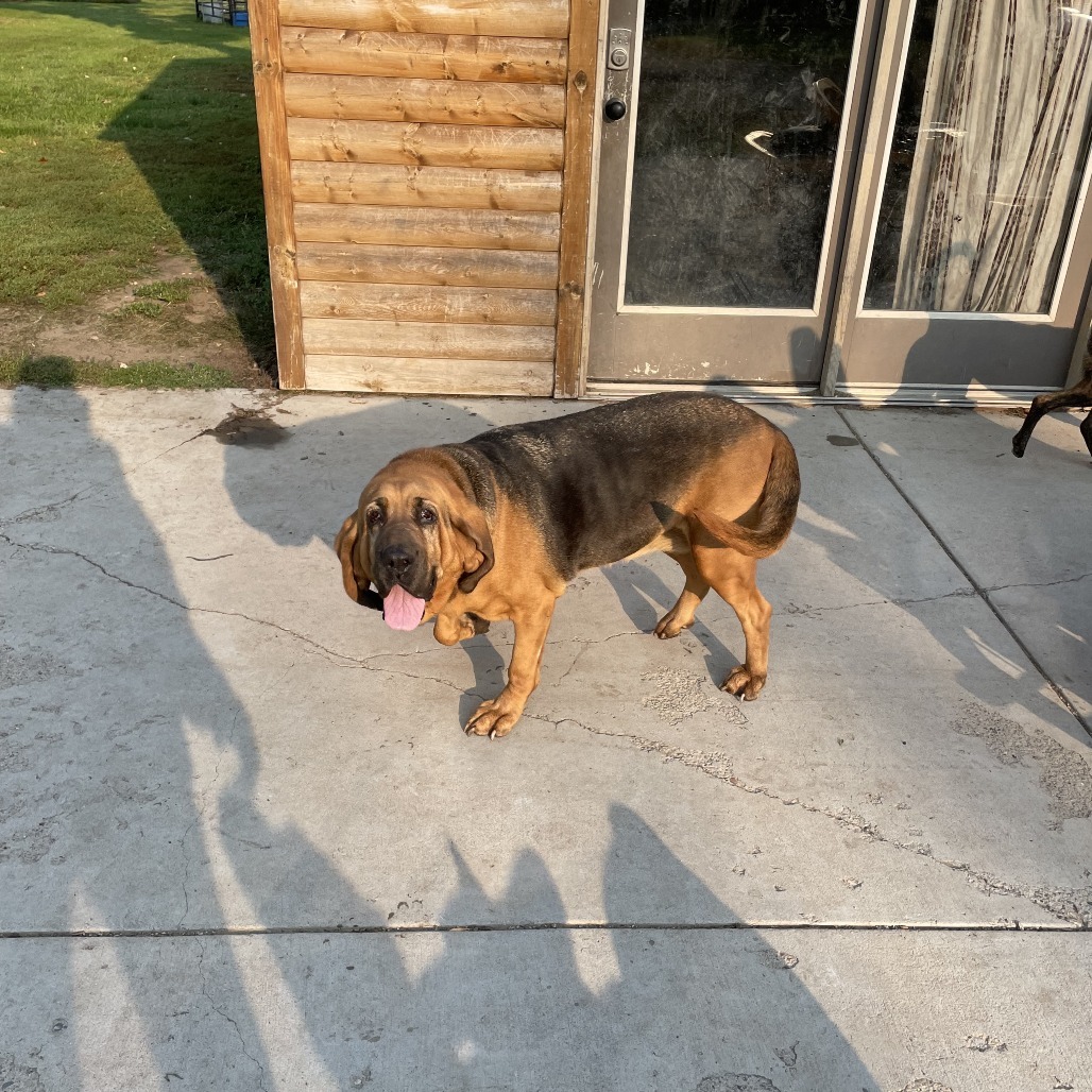 Macy, an adoptable Bloodhound in Brainerd, MN, 56401 | Photo Image 2