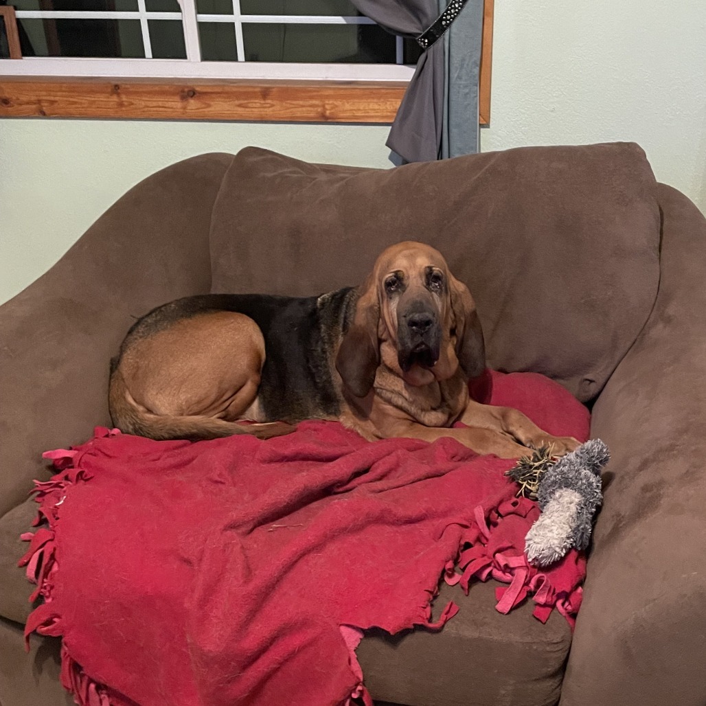 Macy, an adoptable Bloodhound in Brainerd, MN, 56401 | Photo Image 3