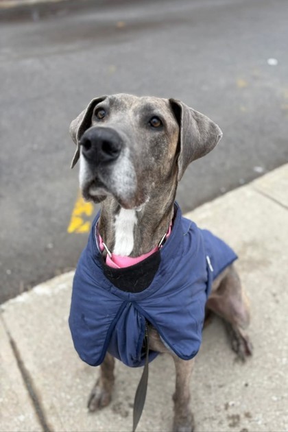 Sabrina, an adoptable Mixed Breed in Montreal, QC, H4P 1X4 | Photo Image 1