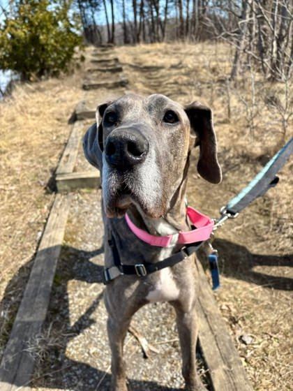 Sabrina, an adoptable Mixed Breed in Montreal, QC, H4P 1X4 | Photo Image 2