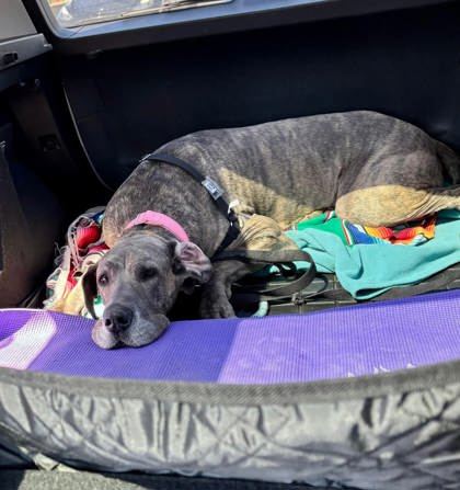 Sabrina, an adoptable Mixed Breed in Montreal, QC, H4P 1X4 | Photo Image 3
