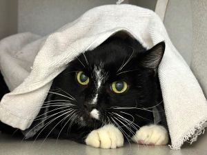 Blanca Domestic Short Hair Cat
