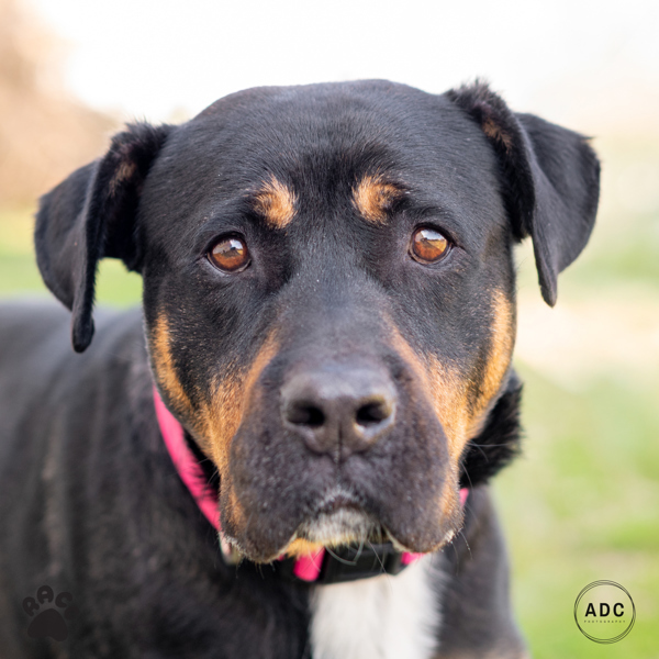 Duchess - In Foster 1