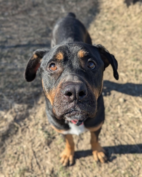 Duchess - In Foster 3