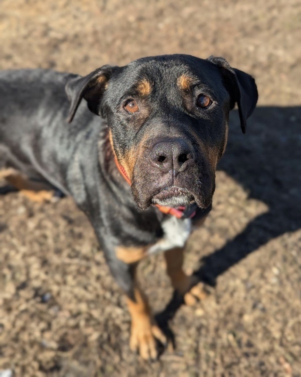 Duchess - In Foster 4