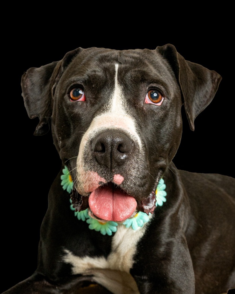 Annie, an adoptable Pit Bull Terrier in Rock Springs, WY, 82901 | Photo Image 1