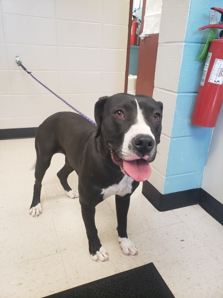 Annie, an adoptable Pit Bull Terrier in Rock Springs, WY, 82901 | Photo Image 2