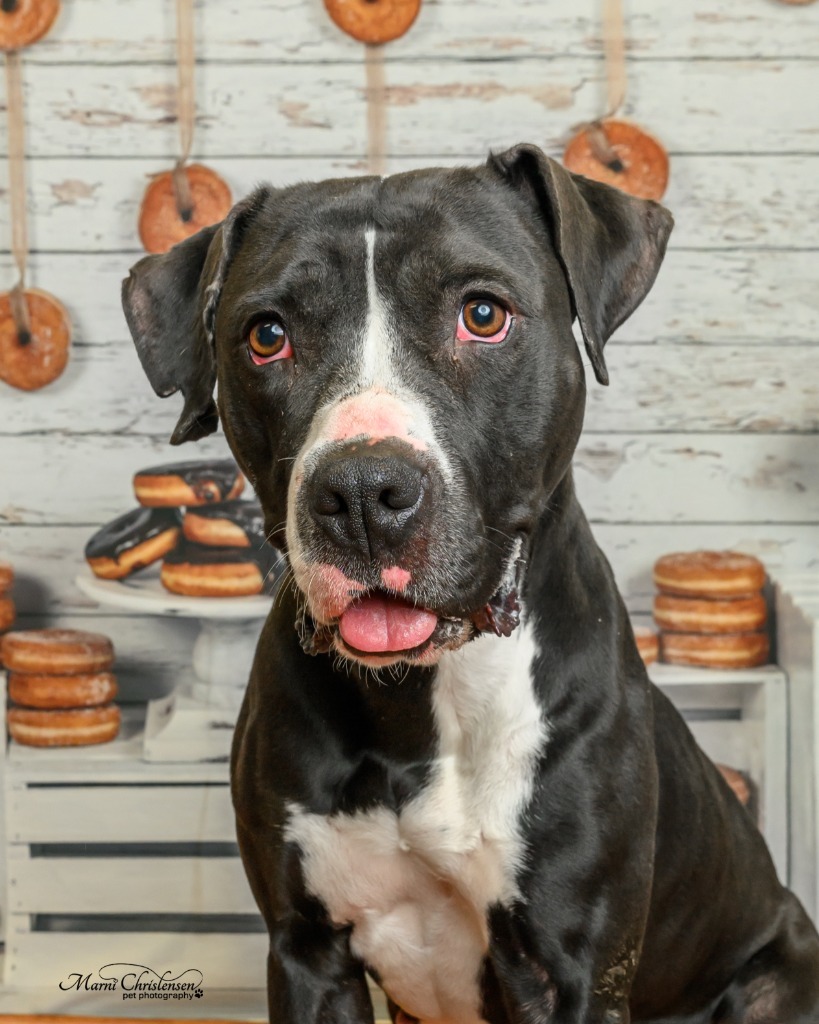 Annie, an adoptable Pit Bull Terrier in Rock Springs, WY, 82901 | Photo Image 3
