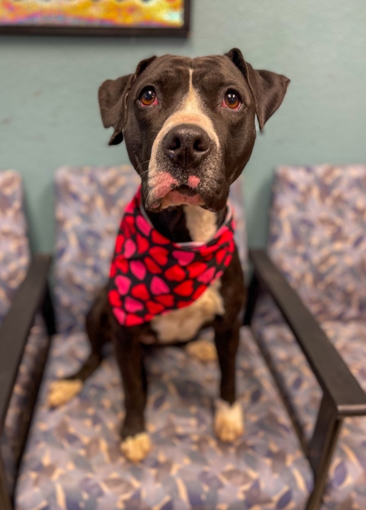 Annie, an adoptable Pit Bull Terrier in Rock Springs, WY, 82901 | Photo Image 4