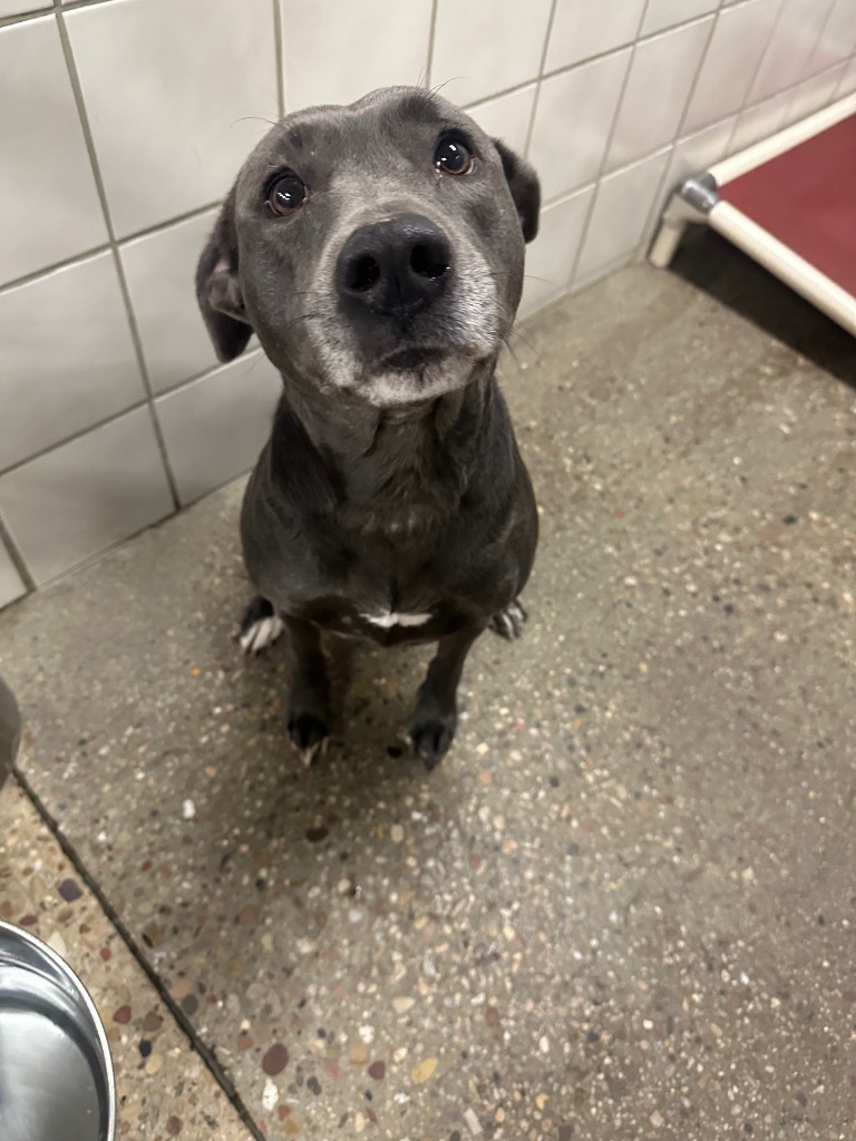 Gracie, an adoptable Pit Bull Terrier, Mixed Breed in Rock Springs, WY, 82901 | Photo Image 2