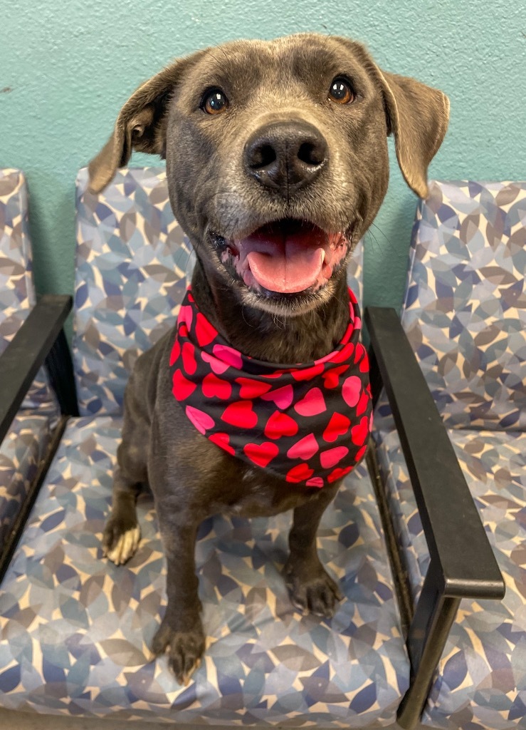 Gracie, an adoptable Pit Bull Terrier, Mixed Breed in Rock Springs, WY, 82901 | Photo Image 3
