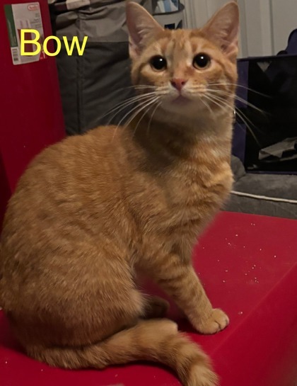 Bow