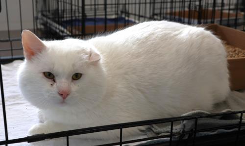 Tundra, an adoptable Domestic Short Hair in Thief River Falls, MN, 56701 | Photo Image 1