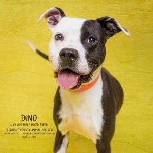 Demo, Adult Male Mixed Breed