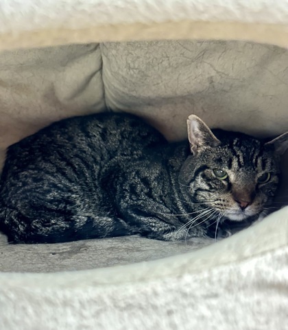 Vinnie *Barn cat*, an adoptable Domestic Short Hair in Rhinelander, WI, 54501 | Photo Image 1