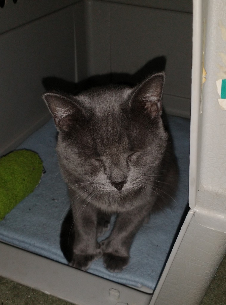 Grayling, an adoptable Domestic Short Hair in Palmer, AK, 99645 | Photo Image 1
