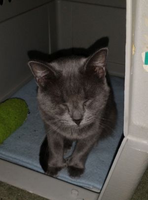 Grayling, Adult Female Domestic Short Hair