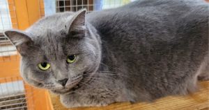 Grayling, Adult Female unknown