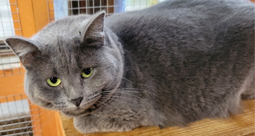 Grayling, an adoptable Domestic Short Hair in Palmer, AK, 99645 | Photo Image 1