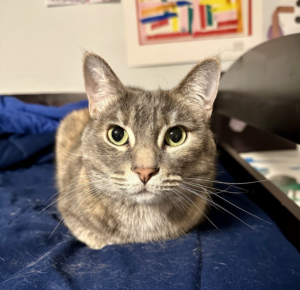 Ginger, an adoptable Domestic Short Hair in Palmer, AK, 99645 | Photo Image 1