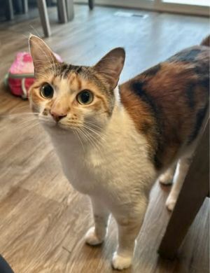 Cleo, Adult Female unknown