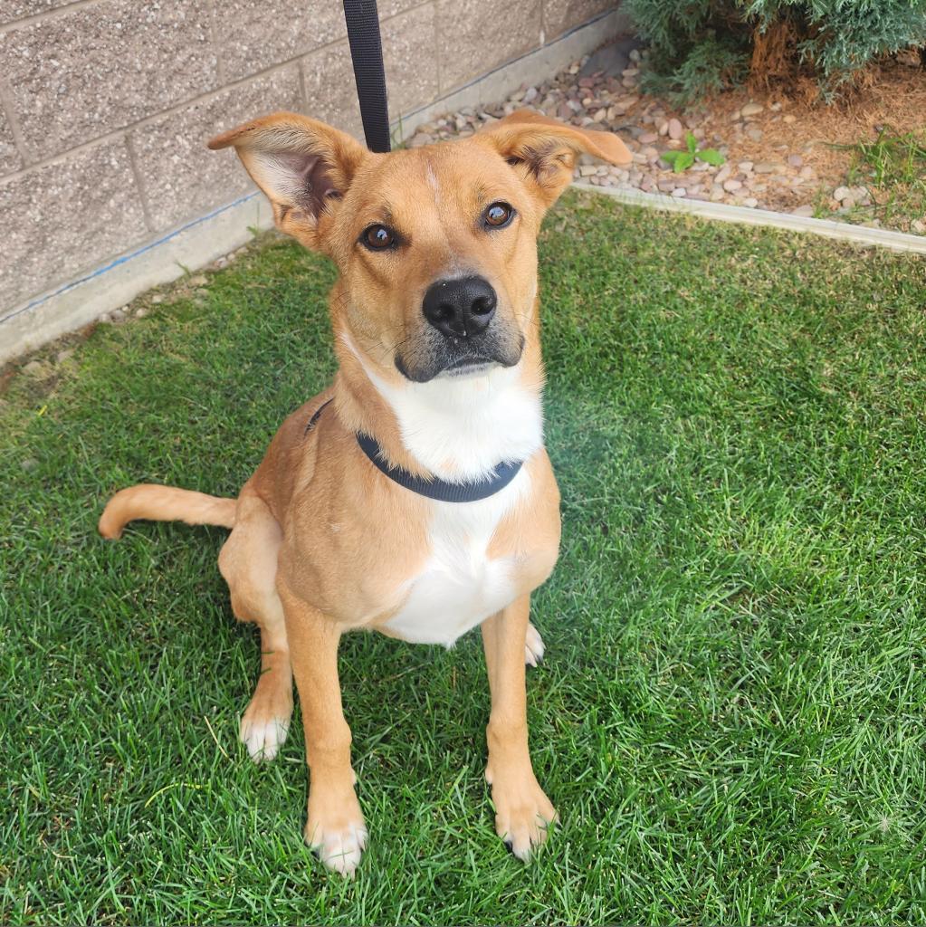 Robert, an adoptable Mixed Breed in Great Falls, MT, 59404 | Photo Image 1