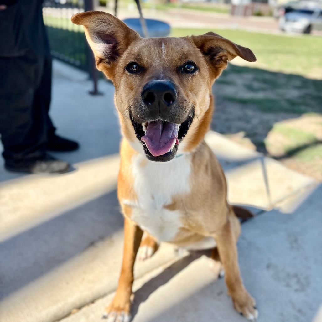 Robert, an adoptable Mixed Breed in Great Falls, MT, 59404 | Photo Image 1