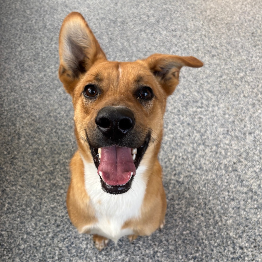 Robert, an adoptable Mixed Breed in Great Falls, MT, 59404 | Photo Image 3