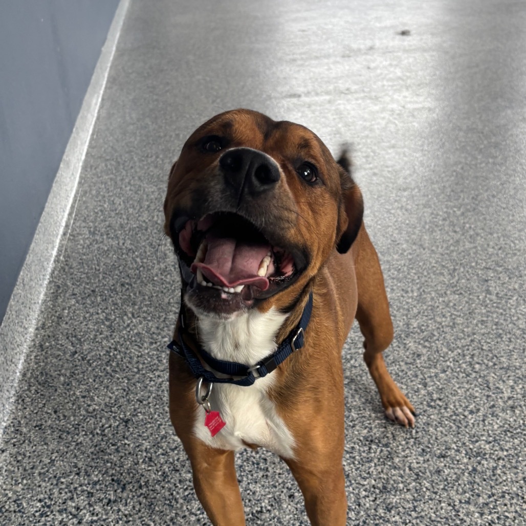 Bonzai, an adoptable Mixed Breed in Great Falls, MT, 59404 | Photo Image 1