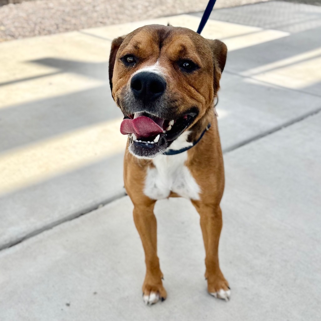 Bonzai, an adoptable Mixed Breed in Great Falls, MT, 59404 | Photo Image 1