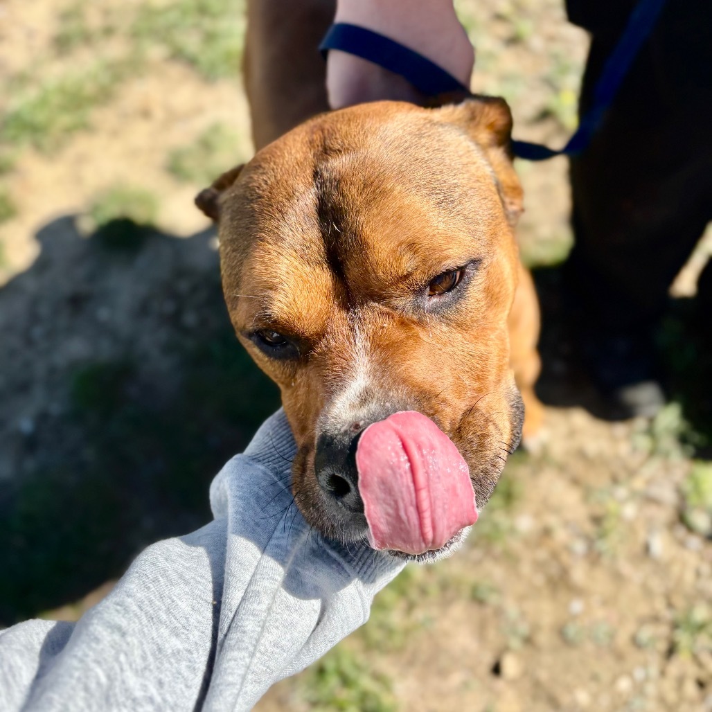 Bonzai, an adoptable Mixed Breed in Great Falls, MT, 59404 | Photo Image 2