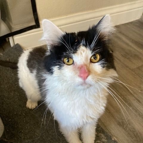 Dante, an adoptable Domestic Medium Hair in Las Vegas, NV, 89128 | Photo Image 1