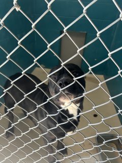 Panda, Adult Female Pit Bull Terrier