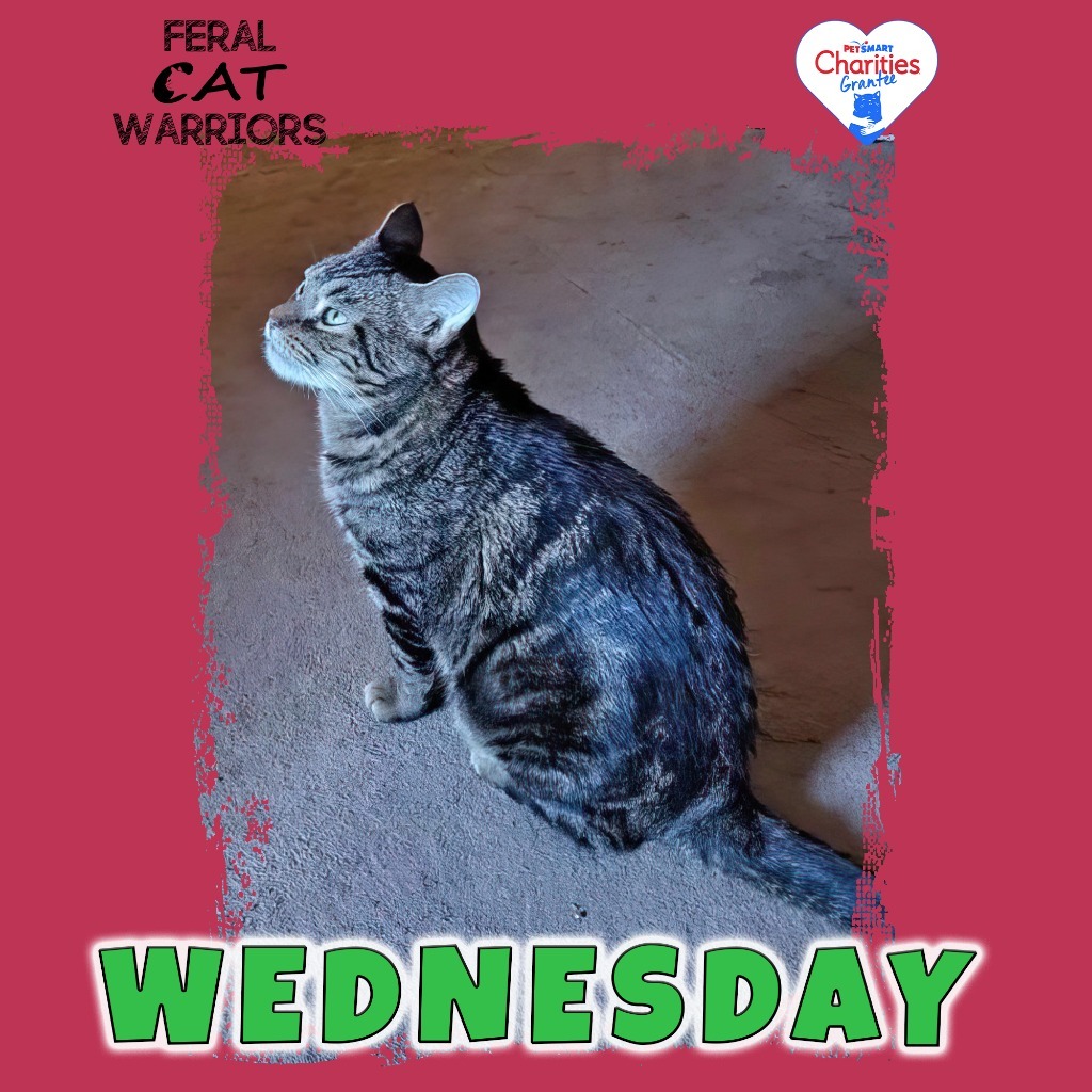 Wednesday, an adoptable Domestic Short Hair in Kingman, AZ, 86401 | Photo Image 1