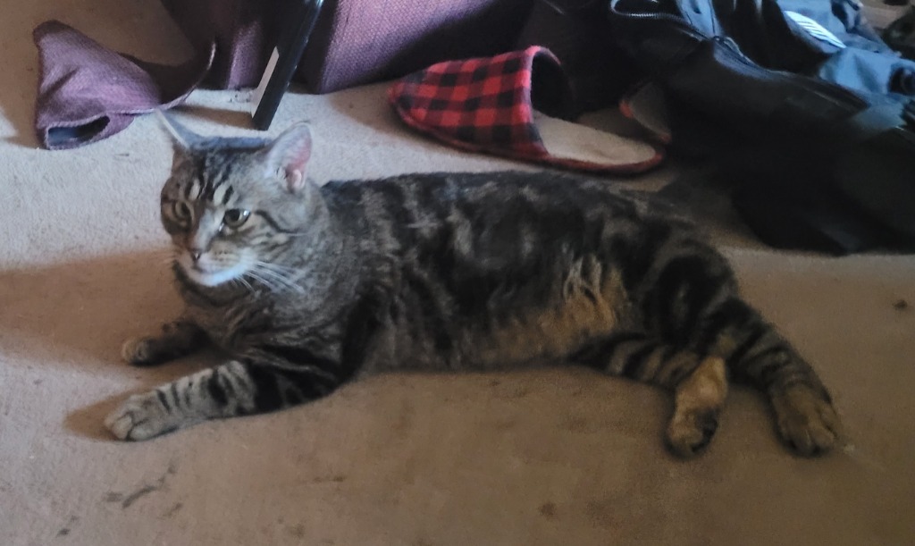 Wednesday, an adoptable Domestic Short Hair in Kingman, AZ, 86401 | Photo Image 2