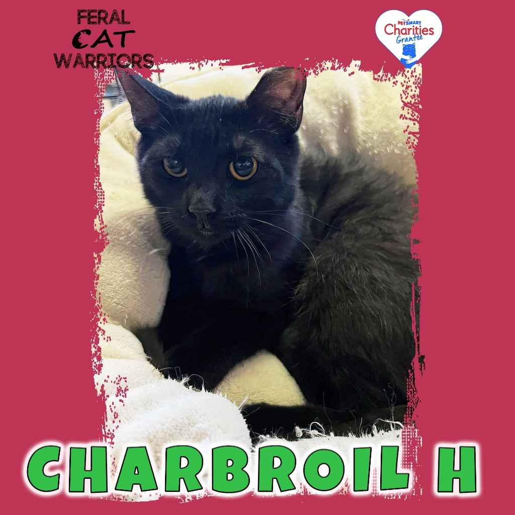 Charbroil H, an adoptable Domestic Short Hair in Kingman, AZ, 86401 | Photo Image 1